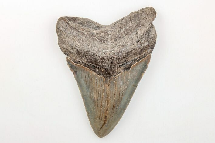 Serrated, 3.20" Fossil Megalodon Tooth - North Carolina
